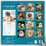 Avonside Publishing Ltd. - Lhasa Apso Square Wall Calendar 2025