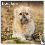 Avonside Publishing Ltd. - Lhasa Apso Square Wall Calendar 2025