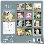 Avonside Publishing Ltd - Maltese Calendar 2025 Square Dog Breed Wall Calendar - 16 Month