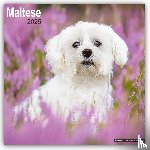 Avonside Publishing Ltd - Maltese Calendar 2025 Square Dog Breed Wall Calendar - 16 Month