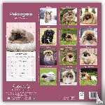Avonside Publishing Ltd - Pekingese Calendar 2025 Square Dog Breed Wall Calendar - 16 Month