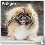 Avonside Publishing Ltd - Pekingese Calendar 2025 Square Dog Breed Wall Calendar - 16 Month