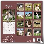 Avonside Publishing Ltd - Pointer Calendar 2025 Square Dog Breed Wall Calendar - 16 Month