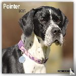 Avonside Publishing Ltd - Pointer Calendar 2025 Square Dog Breed Wall Calendar - 16 Month