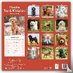 Avonside Publishing Ltd - Poodle, Toy & Miniature Square Wall Calendar 2025