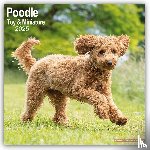 Avonside Publishing Ltd - Poodle, Toy & Miniature Square Wall Calendar 2025