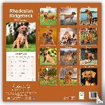 Avonside Publishing Ltd - Rhodesian Ridgeback Square Wall Calendar 2025