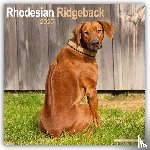 Avonside Publishing Ltd - Rhodesian Ridgeback Square Wall Calendar 2025