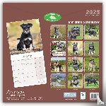 Avonside Publishing Ltd - Miniature Schnauzer Square Wall Calendar 2025
