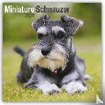 Avonside Publishing Ltd - Miniature Schnauzer Square Wall Calendar 2025