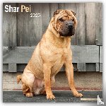 Avonside Publishing Ltd - Shar Pei Calendar 2025 Square Dog Breed Wall Calendar - 16 Month