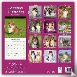 Avonside Publishing Ltd - Shetland Sheepdog Square Wall Calendar 2025