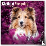 Avonside Publishing Ltd - Shetland Sheepdog Square Wall Calendar 2025