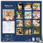 Avonside Publishing Ltd - Shiba Inu Calendar 2025 Square Dog Breed Wall Calendar - 16 Month