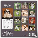 Avonside Publishing Ltd - Shih Tzu Square Wall Calendar 2025