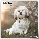 Avonside Publishing Ltd - Shih Tzu Square Wall Calendar 2025