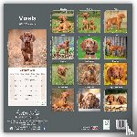 Avonside Publishing Ltd - Vizsla Square Wall Calendar 2025