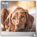 Avonside Publishing Ltd - Vizsla Square Wall Calendar 2025