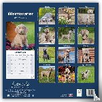Avonside Publishing Ltd - Weimaraner Square Wall Calendar 2025