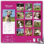 Avonside Publishing Ltd. - Whippet Square Wall Calendar 2025