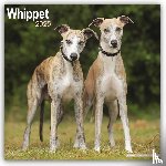 Avonside Publishing Ltd. - Whippet Square Wall Calendar 2025