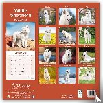 Avonside Publishing Ltd. - White Shepherd Calendar 2025 Square Dog Breed Wall Calendar - 16 Month