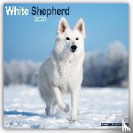 Avonside Publishing Ltd. - White Shepherd Calendar 2025 Square Dog Breed Wall Calendar - 16 Month