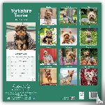 Avonside Publishing Ltd - Yorkshire Terrier Square Wall Calendar 2025