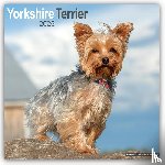 Avonside Publishing Ltd - Yorkshire Terrier Square Wall Calendar 2025