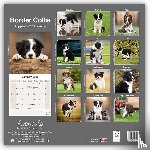 Avonside Publishing Ltd - Border Collie Puppies Calendar 2025 Square Dog Puppy Breed Wall Calendar - 16 Month