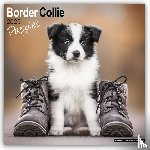 Avonside Publishing Ltd - Border Collie Puppies Calendar 2025 Square Dog Puppy Breed Wall Calendar - 16 Month