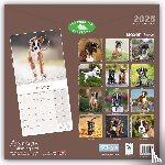 Avonside Publishing Ltd - Boxer Puppies Square Wall Calendar 2025