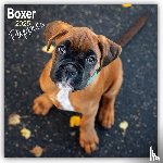 Avonside Publishing Ltd - Boxer Puppies Square Wall Calendar 2025