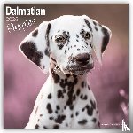 Avonside Publishing Ltd. - Dalmatian Puppies Calendar 2025 Square Dog Puppy Breed Wall Calendar - 16 Month