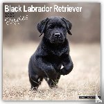 Avonside Publishing Ltd - Black Labrador Puppies Calendar 2025 Square Dog Puppy Breed Wall Calendar - 16 Month