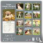 Avonside Publishing Ltd - Yellow Labrador Puppies Calendar 2025 Square Dog Puppy Breed Wall Calendar - 16 Month