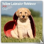 Avonside Publishing Ltd - Yellow Labrador Puppies Calendar 2025 Square Dog Puppy Breed Wall Calendar - 16 Month