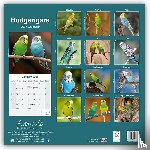 Avonside Publishing Ltd - Budgerigars Calendar 2025 Square Bird Wall Calendar - 16 Month