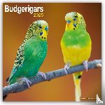 Avonside Publishing Ltd - Budgerigars Calendar 2025 Square Bird Wall Calendar - 16 Month