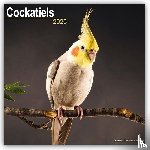 Avonside Publishing Ltd - Cockatiels Calendar 2025 Square Bird Wall Calendar - 16 Month