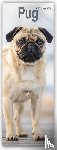 Avonside Publishing Ltd - Pug Slim Calendar 2025
