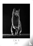  - Cats schwarz-weiss Kalender 2026 - Wandkalender | Fotokalender Tierkalender Grosses Format 59x42cm. - Katzenkalender | Perfekt für Katzenliebhaber und Tierkalenderfans