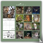 Gifted Stationery Co. Ltd - Owls - Eulen 2026 - 16-Monatskalender