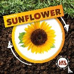 Holmes, Kirsty - Life Cycle of a Sunflower