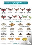 Lewington, Richard - Guide to the Day-Flying Moths of Britain