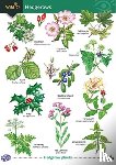 Crane, Gill - Guide to Hedgerows