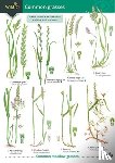 Gardener, Mark - Guide to Common Grasses