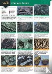 Pellant, Helen, Pellant, Chris - A Guide to Common Fossils