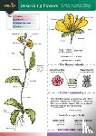 Bebbington, Anne, Bebbington, John - Describing Flowers
