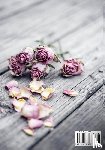 Carter, Jennifer - Grief Journal